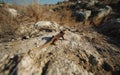 Small Spotted Lizard on Arid Ground Royalty Free Stock Photo