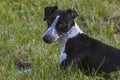 Small Spotty Greyhound Playing in Garden Royalty Free Stock Photo