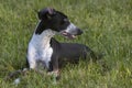 Small Spotty Greyhound Playing in Garden Royalty Free Stock Photo