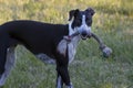 Small Spotty Greyhound Playing in Garden Royalty Free Stock Photo