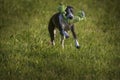 Small Spotty Greyhound Playing in Garden Royalty Free Stock Photo