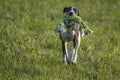 Small Spotty Greyhound Playing in Garden Royalty Free Stock Photo