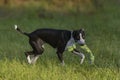 Small Spotty Greyhound Playing in Garden Royalty Free Stock Photo