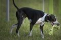 Small Spotty Greyhound Playing in Garden Royalty Free Stock Photo