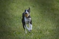 Small Spotty Greyhound Playing in Garden Royalty Free Stock Photo