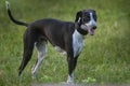 Small Spotty Greyhound Playing on Grass Royalty Free Stock Photo