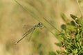 Small spreadwing damselfly Royalty Free Stock Photo
