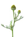 Small sprig  with  cone-shaped heads of tiny green flowers isolated on a white background. Pineappleweed Matricaria discoidea. S Royalty Free Stock Photo