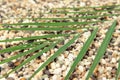 A small sprig of fern lies on a sandy beach under the summer sun Royalty Free Stock Photo