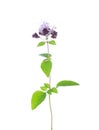 Small sprig of flowering  Oregano Origanum vulgare with green leaves isolated on a white background. Selective focus Royalty Free Stock Photo