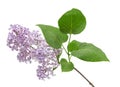 Small sprig of lilac with leaves in water drops isolated on white Royalty Free Stock Photo