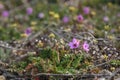 Small spring flower Erodium cicutarium Royalty Free Stock Photo