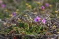 Small spring flower Erodium cicutarium Royalty Free Stock Photo