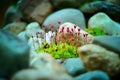 Small spring flowers botanical bouque