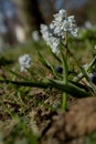 Spring flowers, blue snowdrops. Close-up . Nature North Scandinavia Concept Spring Background April March Place Text