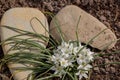 Small spring flowers Ornithogalum fimbriatum among stones in early spring.