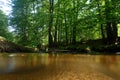 small spring forest river Royalty Free Stock Photo