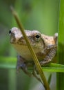 A tiny toad climbs among the long grass Royalty Free Stock Photo