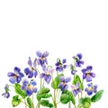 Purple spring flowers. A fragrant violets. Watercolor.