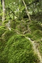 A small spring and waterfall with moss Royalty Free Stock Photo