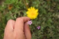 Small spring wildflower in green grass 8 Royalty Free Stock Photo