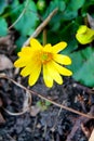 Small spring yellow flowers, the earliest flowers 3