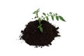 A small sprout begins to grow in a pile of soil. Royalty Free Stock Photo