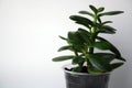 A small sprout of Crassula in a glass. Money Tree. Succulent plant on the background of a white wall Royalty Free Stock Photo