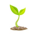 Small sprout. New life allegory