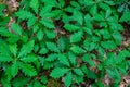 A small sprout of oak in the grass Royalty Free Stock Photo