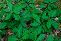 A small sprout of oak in the grass Royalty Free Stock Photo