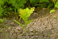 Small sprout of oak, sprouted from an acorn.