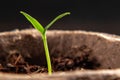 Small sprout of pepper plant in a paper pot Royalty Free Stock Photo