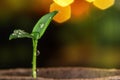 Small sprout of pepper plant in a paper pot Royalty Free Stock Photo