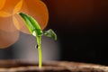 Small sprout of pepper plant in a paper pot Royalty Free Stock Photo