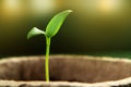 Small sprout of pepper plant in a paper pot Royalty Free Stock Photo