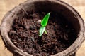 Small sprout of pepper plant in a paper pot, top view Royalty Free Stock Photo
