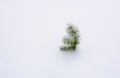 Small sprout of pine under the snow. Royalty Free Stock Photo