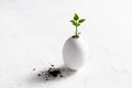 A small sprout of plant grows in the ground in an eggshell on a white background. Creative idea, copy space
