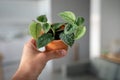 Small sprout Scindapsus Pictus houseplant in terracotta pot in man hand closeup soft focus