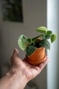 Small sprout Scindapsus Pictus houseplant in terracotta pot in man hand closeup soft focus