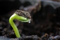 Small sprout from seeds Royalty Free Stock Photo