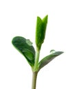 Small sprout of soy Royalty Free Stock Photo