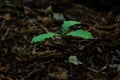 Small sprout of a tree in the forest. New life. Royalty Free Stock Photo