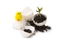 A small sprout of a tree or plant grows in the ground in an eggshell and a yellow chicken on a white background, isolate.