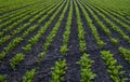 A small sprouts of beet roots, beetroot plants in soil. Young beet leaves, green sprout. Beetroots seedlings in field