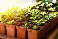 Small sprouts in brown pots, growing in the bright rays of the spring sun. The concept of gardening, environmental friendliness, f Royalty Free Stock Photo