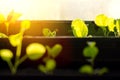 Small sprouts in brown pots, growing in the bright rays of the spring sun. The concept of gardening, environmental friendliness, f Royalty Free Stock Photo