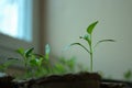 Small sprouts of Bulgarian pepper in round peat pots