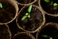 Small sprouts of Bulgarian pepper in round peat pots